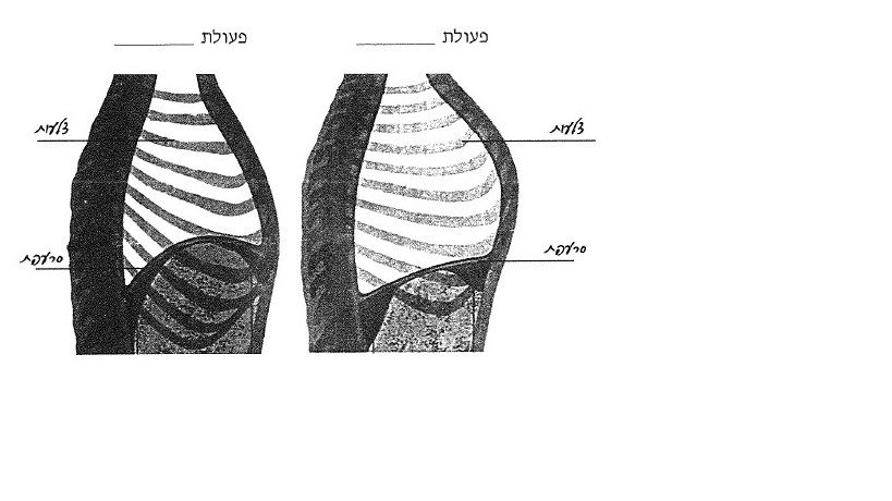 איזה מן התמונות מראה פעולת שאיפה ואיזו מהן-פעולת נשיפה (על פי מצב הסרעפת והצלעות)?